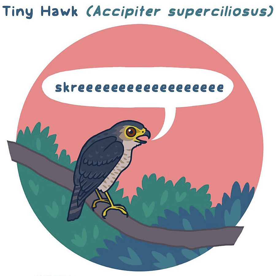 Tiny Hawk